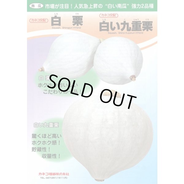 画像4: 送料無料　[かぼちゃ]　白い九重栗　50粒　カネコ種苗（株） (4)