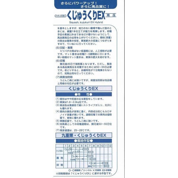 画像4: [かぼちゃ]　送料無料！　くじゅうくりEX南瓜　500粒　カネコ交配 (4)