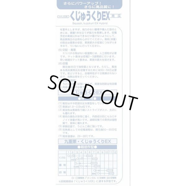 画像4: 送料無料　[かぼちゃ]　くじゅうくりEX南瓜　50粒　カネコ種苗（株） (4)