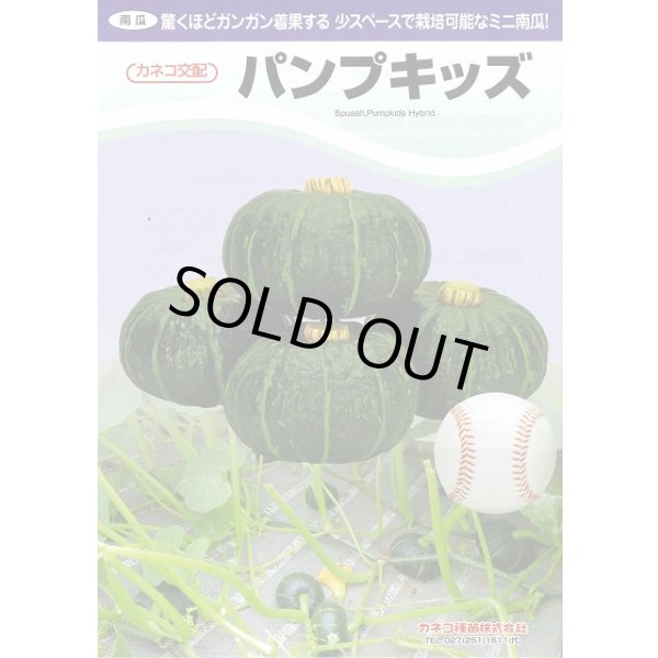 画像3: 送料無料　[かぼちゃ]　ミニカボチャ　パンプキッズ　100粒　カネコ種苗（株） (3)