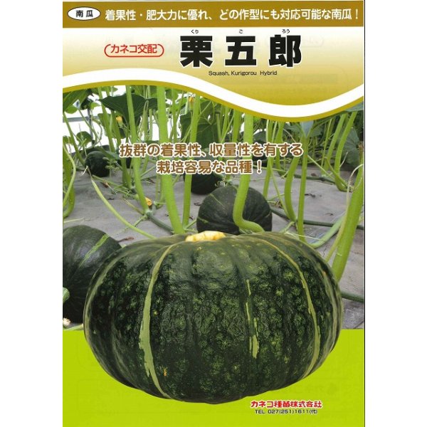 画像3: 送料無料　[かぼちゃ]　栗五郎　1000粒　カネコ交配 (3)