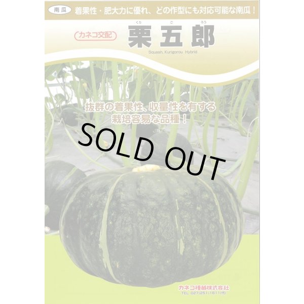 画像3: 送料無料　[かぼちゃ]　栗五郎　1000粒　カネコ種苗（株） (3)