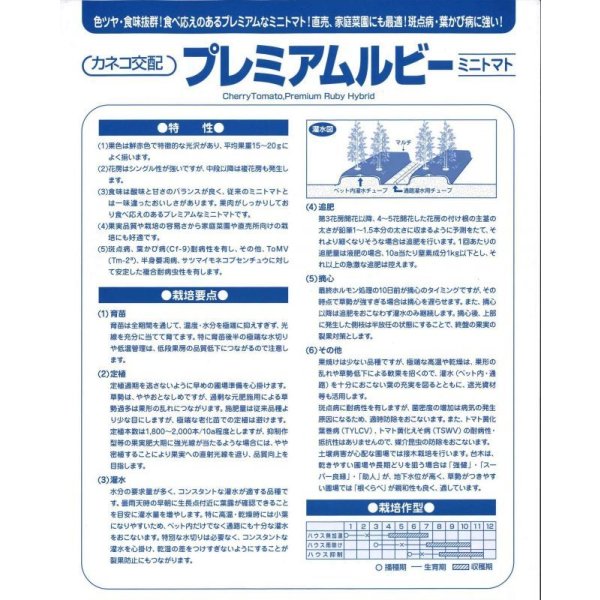 画像6: 送料無料　[トマト/ミニトマト]　プレミアムルビー　100粒　カネコ種苗（株） (6)