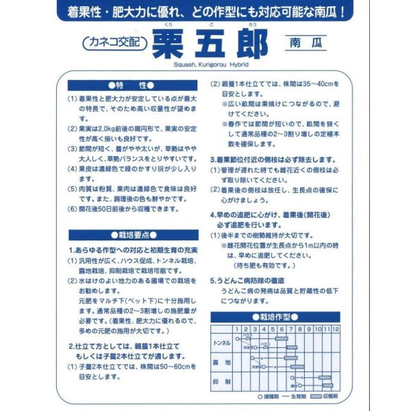 画像4: [かぼちゃ]　送料無料！　栗五郎　1000粒　カネコ交配 (4)