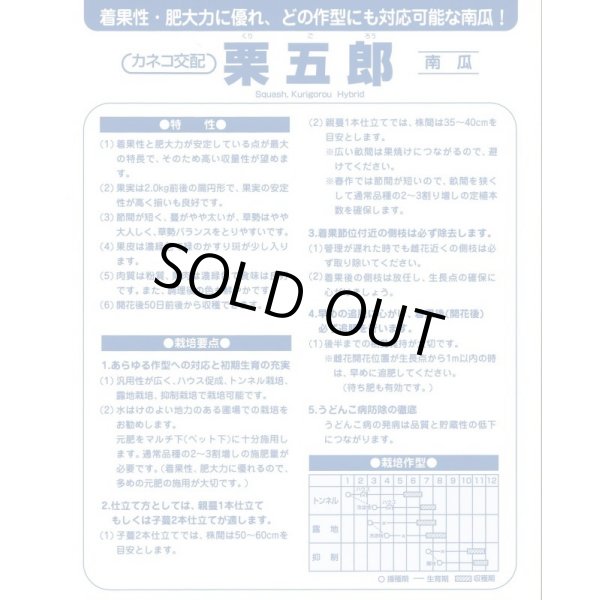 画像4: 送料無料　[かぼちゃ]　栗五郎　1000粒　カネコ種苗（株） (4)