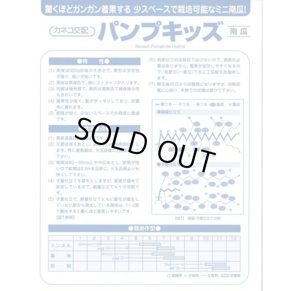 画像4: 送料無料　[かぼちゃ]　ミニカボチャ　パンプキッズ　100粒　カネコ種苗（株） (4)