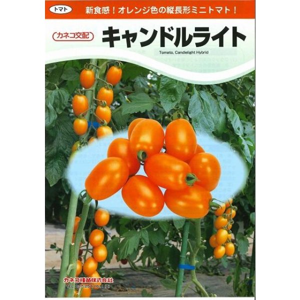 画像3: 送料無料　[トマト/ミニトマト]　キャンドルライト　13粒　カネコ交配 (3)