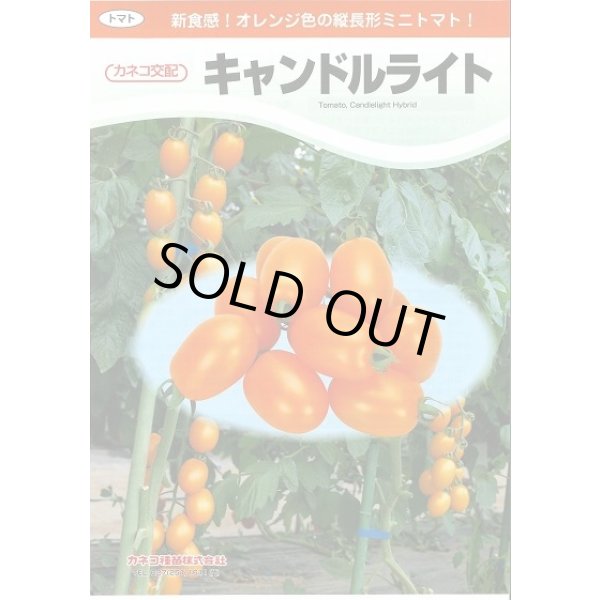 画像3: 送料無料　[トマト/ミニトマト]　キャンドルライト　1000粒　カネコ種苗（株） (3)