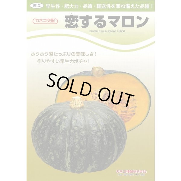 画像2: 送料無料　[かぼちゃ]　恋するマロン　9粒　カネコ種苗（株） (2)