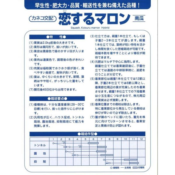 画像4: 送料無料　[かぼちゃ]　恋するマロン　9粒　カネコ種苗（株） (4)