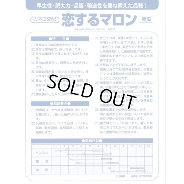 画像4: 送料無料　[かぼちゃ]　恋するマロン　9粒　カネコ種苗（株） (4)
