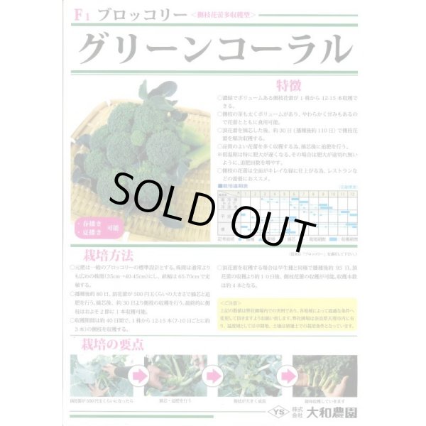 画像2: 送料無料　[ブロッコリー]　グリーンコーラル　1000粒　ペレット種子　（株）大和農園 (2)