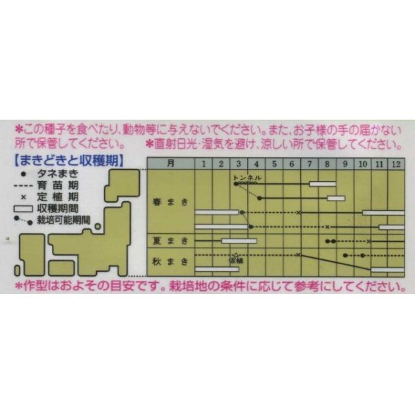 画像2: [シーダー種子]　ねぎ　九条太葱　1粒×2cm間隔 (2)