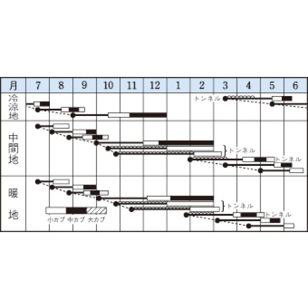 画像2: [シーダー種子]　かぶ　耐病ひかり　1粒×15cm間隔 (2)