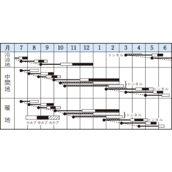 画像2: [シーダー種子]　かぶ　　耐病ひかり　　1粒×15cm間隔 (2)