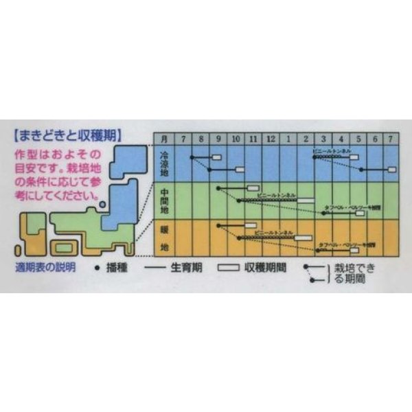 画像2: [シーダー種子]　かぶ　福小町　1粒×15cm間隔 (2)