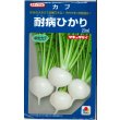画像1: 送料無料　[かぶ]　耐病ひかり　20ml　タキイ種苗(株) (1)