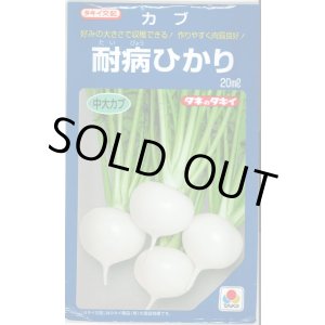 画像: 送料無料 [かぶ] 耐病ひかり 20ml タキイ種苗(株)