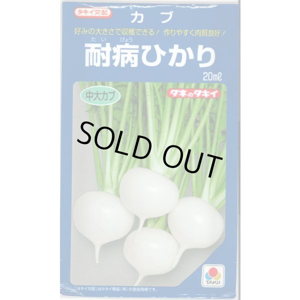 画像1: 送料無料 [かぶ] 耐病ひかり 20ml タキイ種苗(株) (1)