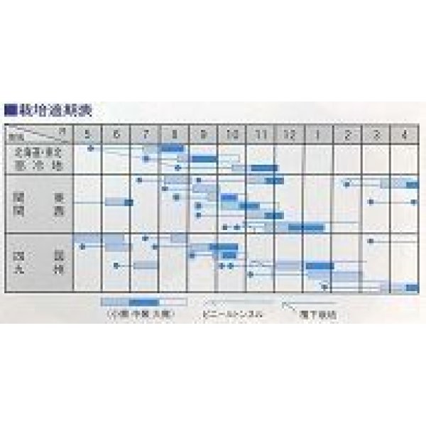 画像2: [シーダー種子]　かぶ　　つやひめ　　1粒×10cm間隔 (2)