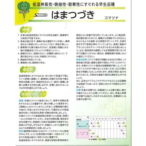 画像4: 送料無料 [小松菜] はまつづき 2dl （株）サカタのタネ (4)