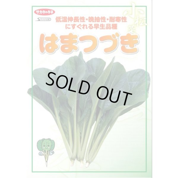 画像3: 送料無料 [小松菜] はまつづき 20ml （株）サカタのタネ (3)