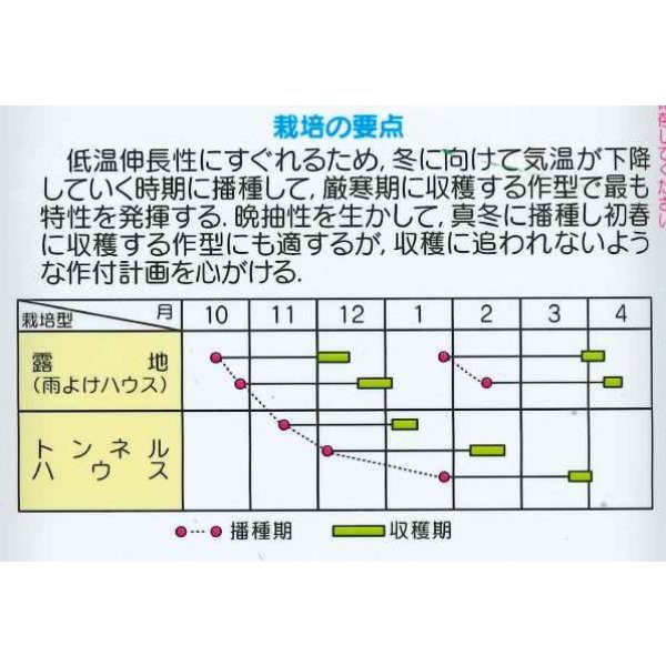 画像5: 送料無料 [小松菜] はまつづき 2dl （株）サカタのタネ (5)