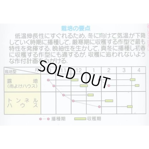 画像5: 送料無料 [小松菜] はまつづき 20ml （株）サカタのタネ (5)