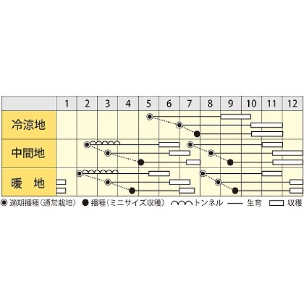 画像3: [シーダー種子]　にんじんオレンジハーモニー　　1粒×6cm間隔 (3)