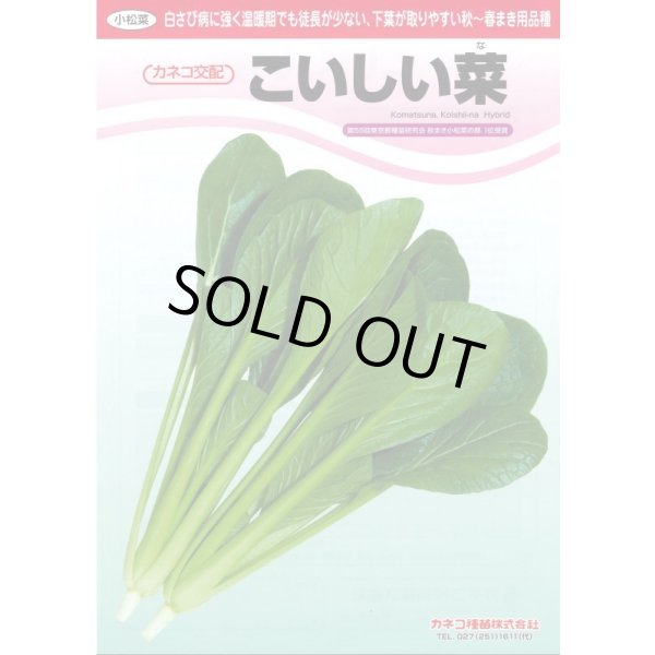 画像3: [小松菜]　こいしい菜　2dl　カネコ種苗（株） (3)