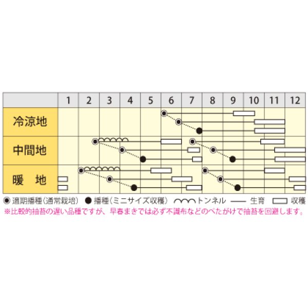 画像2: [シーダー種子]　にんじん　バイオレットハーモニー　1粒×6cm間隔 (2)