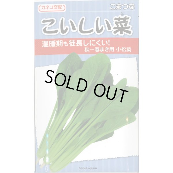 画像1: 送料無料　[小松菜]　こいしい菜　20ml　カネコ種苗（株） (1)