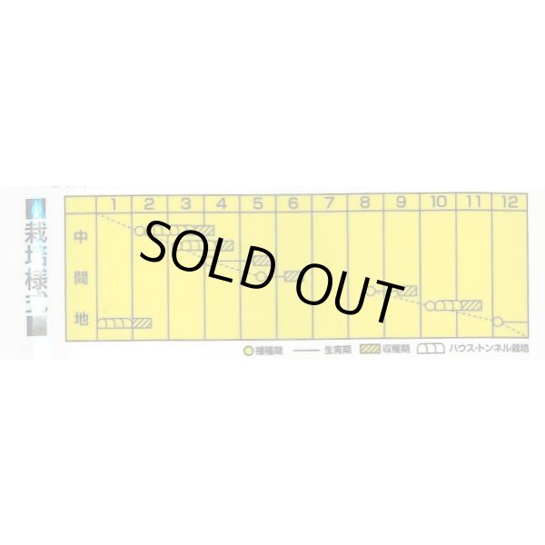 画像2: [小松菜]　こいしい菜　2dl　カネコ種苗（株） (2)