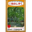 画像1: [キュウリ]　送料無料！光のしずく　　350粒　（株）ときわ研究場 (1)