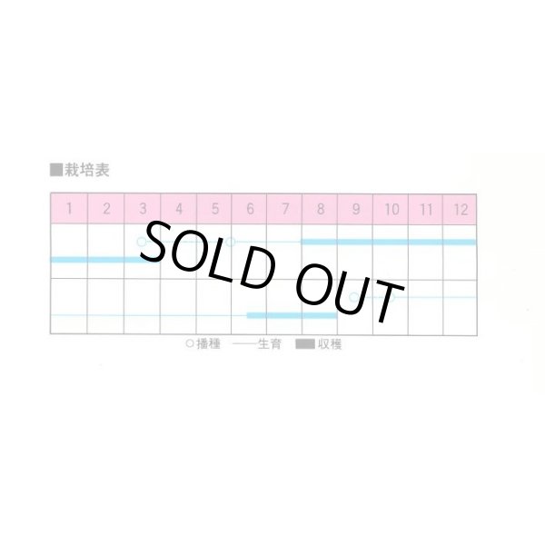 画像2: 送料無料　[牛蒡]　渡辺スーパー理想　1L　渡辺農事（株） (2)