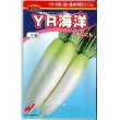 画像1: [大根]　送料無料！　YR海洋　10000粒　渡辺交配 (1)