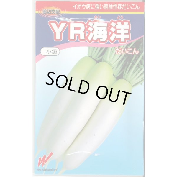 画像1: [大根]　送料無料！　YR海洋　10000粒　渡辺交配 (1)