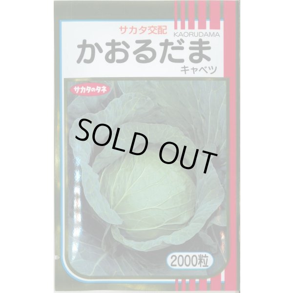 画像1: 送料無料　[キャベツ]　かおるだま　2000粒　（株）サカタのタネ (1)