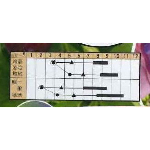 画像2: 送料無料　[パプリカ]　ミニパプリカ　スイートカメレオン　10粒　トキタ種苗(株) (2)