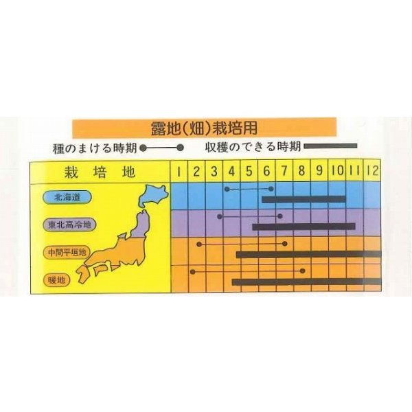 画像2: [キュウリ]　大吉　20粒　　ときわ研究場 (2)
