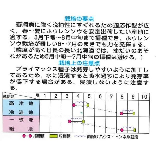 画像3: [ほうれんそう] ジャスティス 種子サイズ M 3万粒 （株）サカタのタネ (3)