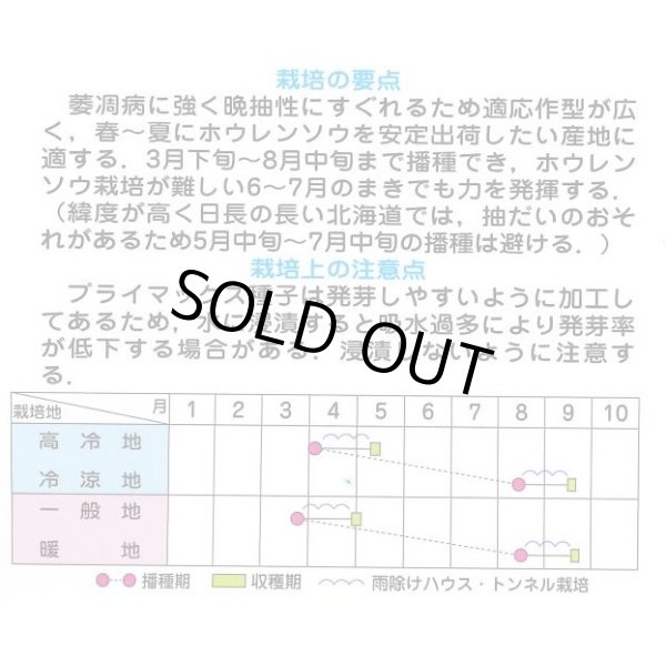 画像3: [ほうれんそう] ジャスティス 種子サイズ M 3万粒 （株）サカタのタネ (3)