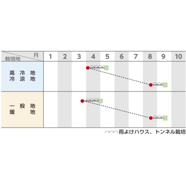 画像2: [ほうれんそう]　ジャスティス　Ｍサイズ　M 3万粒　サカタのタネ（株） (2)