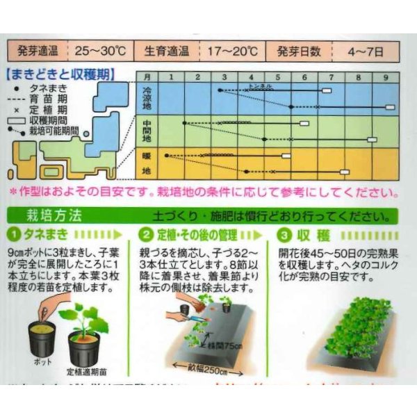 画像3: 送料無料 [かぼちゃ] ロロン 100粒 タキイ種苗(株) (3)