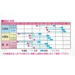画像2: 送料無料　[大根]　春彩光　1000粒　渡辺交配 (2)