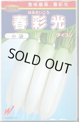 画像: 送料無料　[大根]　春彩光　1000粒　渡辺農事（株）