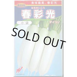 画像: 送料無料　[大根]　春彩光　1000粒　渡辺農事（株）