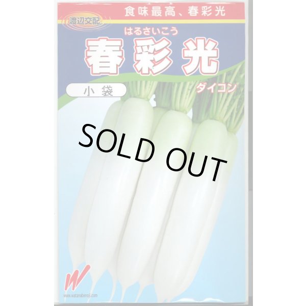 画像1: 送料無料　[大根]　春彩光　1万粒　渡辺農事（株） (1)