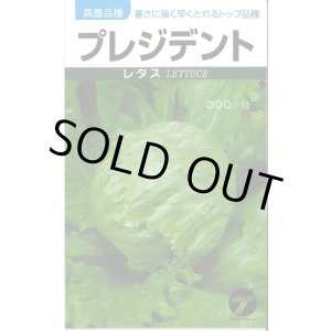 画像: 送料無料　[レタス]　プレジデント　1ml　(株)タカヤマシード