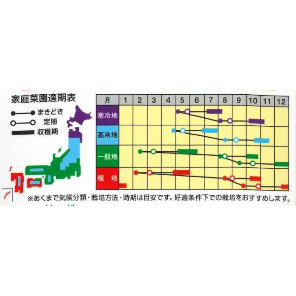 画像2: [キャベツ]　コールラビ　コラビレッド　60粒　ナント種苗（株） (2)